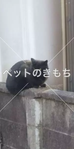 保護猫の画像