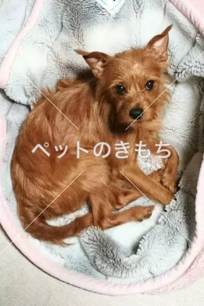 迷子犬の画像