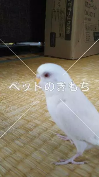 迷子鳥の画像