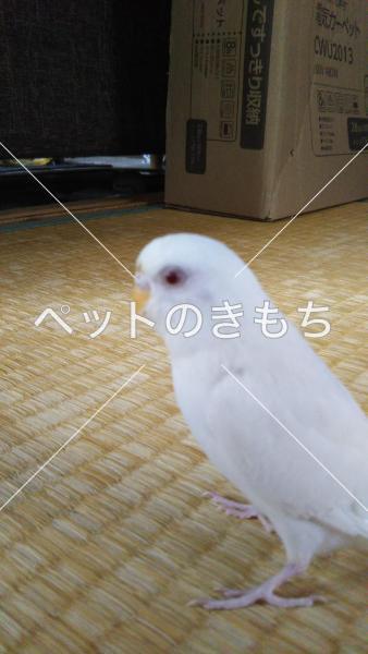 迷子鳥の画像