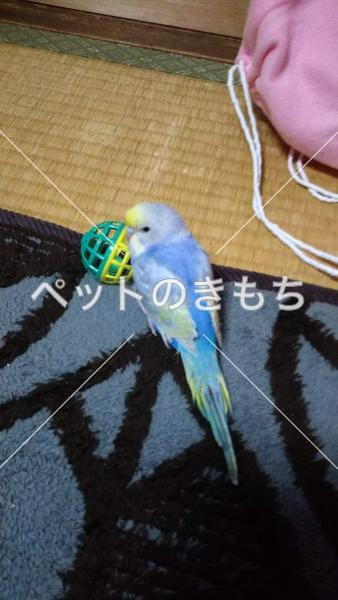 迷子鳥の画像