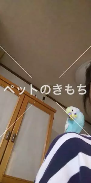 迷子鳥の画像