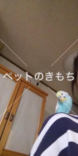 迷子鳥の画像