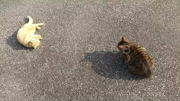 コメントの画像