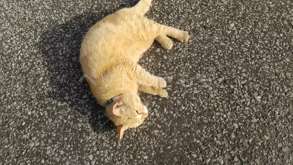 コメントの画像