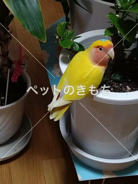 迷子鳥の画像