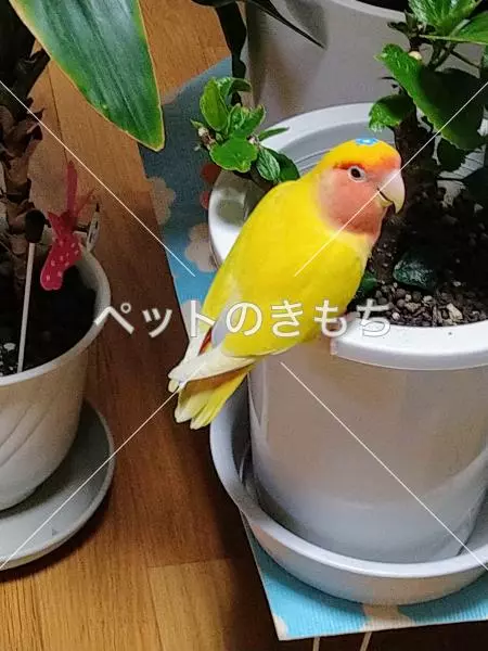 迷子鳥の画像