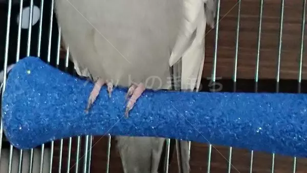 コメント投稿の画像