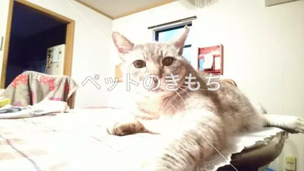 迷子猫の画像