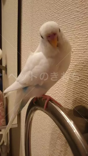 迷子鳥の画像