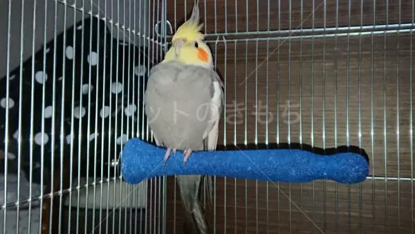 コメント投稿の画像