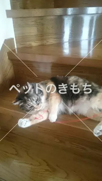 迷子猫の画像