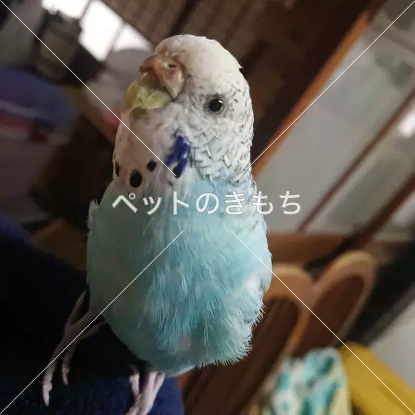 迷子鳥の画像