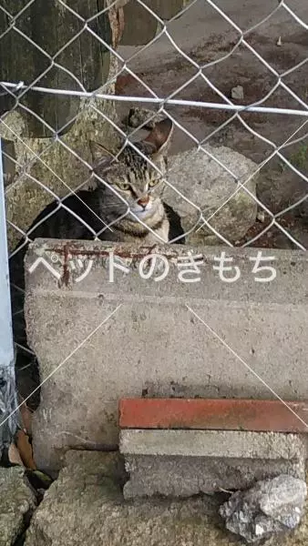 コメント投稿の画像