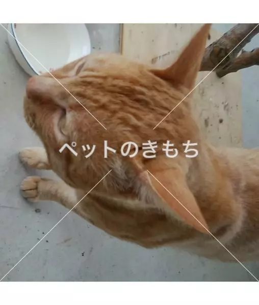 保護猫の画像