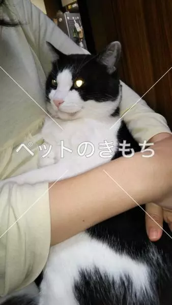 迷子猫の画像