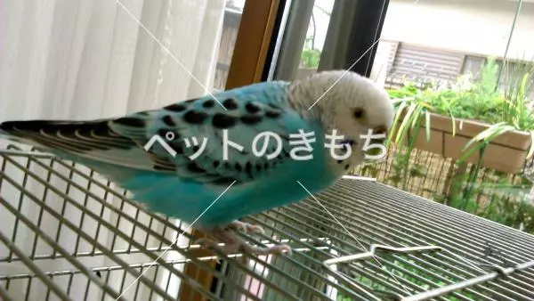 迷子鳥の画像