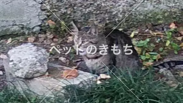 コメント投稿の画像