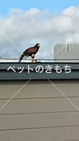 コメント投稿の画像