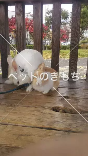 迷子ペットの画像