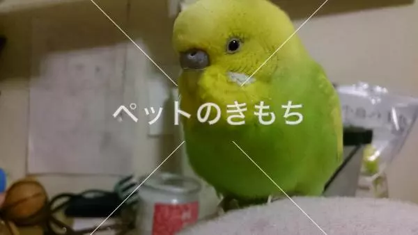 迷子鳥の画像
