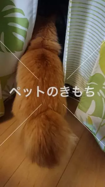 コメント投稿の画像