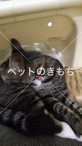 保護猫の画像