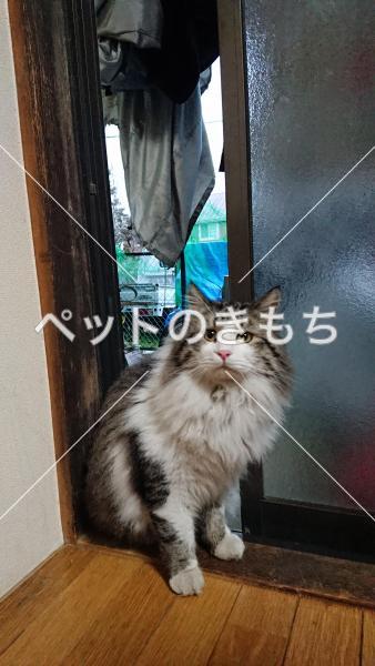 保護猫の画像