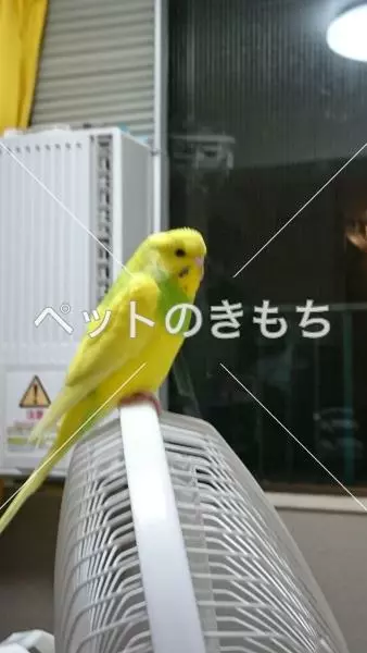 保護鳥の画像