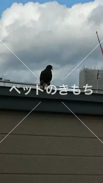 保護鳥の画像