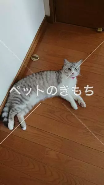 迷子猫の画像
