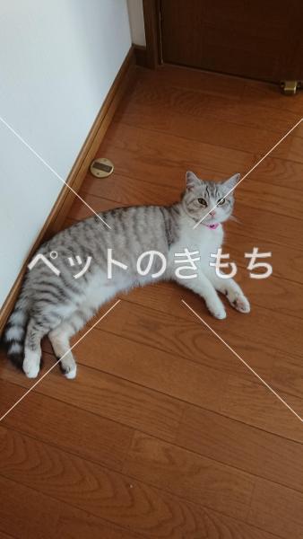 迷子猫の画像