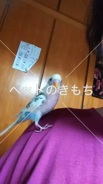迷子鳥の画像