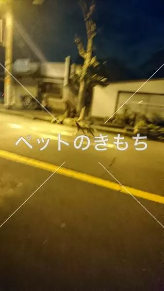 コメント投稿の画像