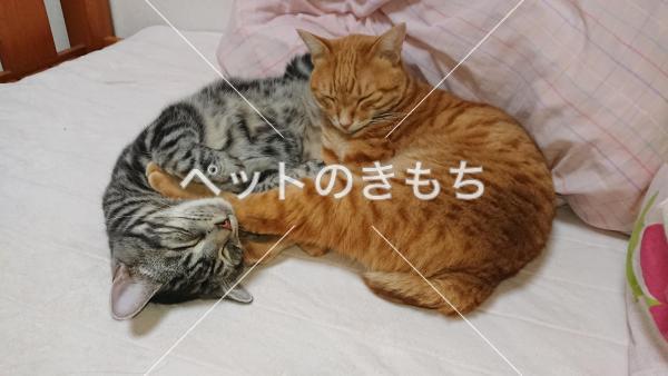 迷子猫の画像