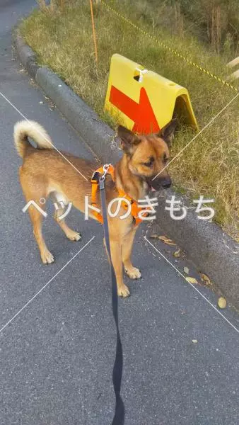 迷子犬の画像