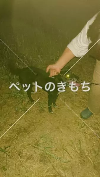 保護犬の画像