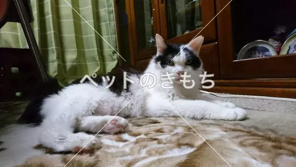 迷子猫の画像