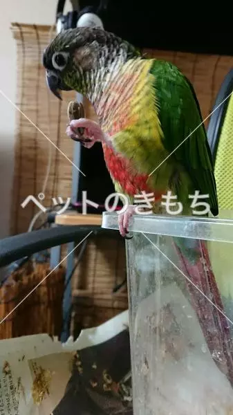 迷子鳥の画像