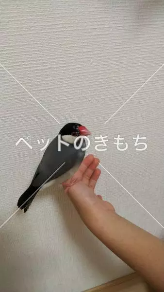 コメント投稿の画像