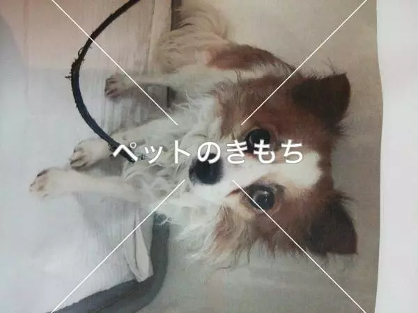保護犬の画像