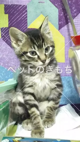 保護猫の画像
