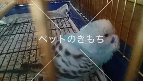 コメント投稿の画像