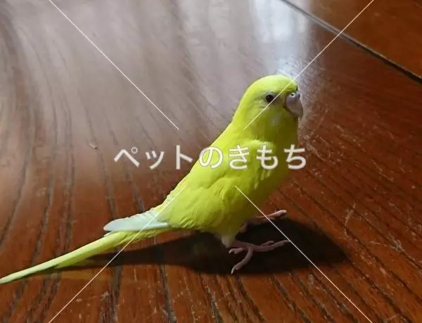 迷子鳥の画像