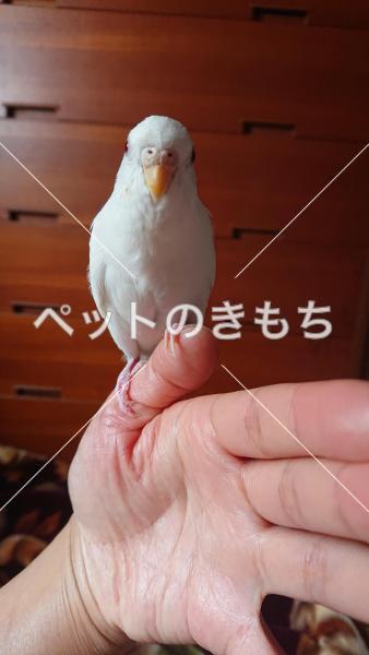 迷子鳥の画像