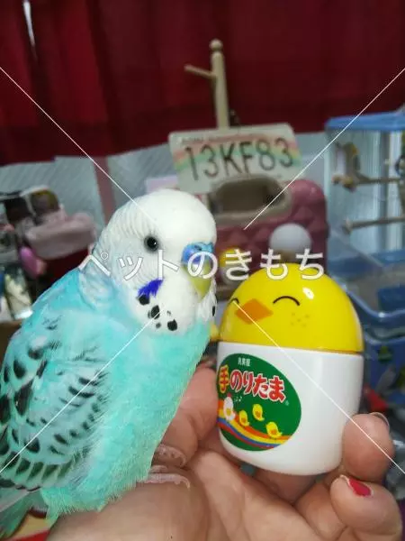 迷子鳥の画像