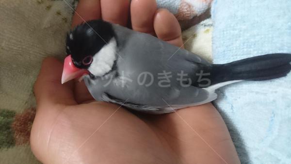 迷子鳥の画像