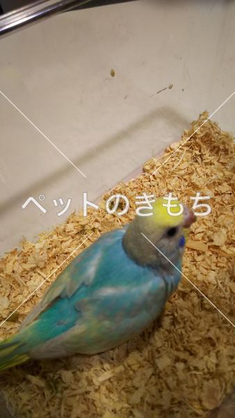 迷子鳥の画像