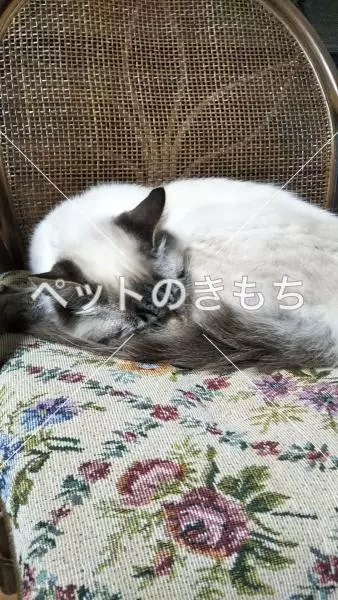 コメント投稿の画像