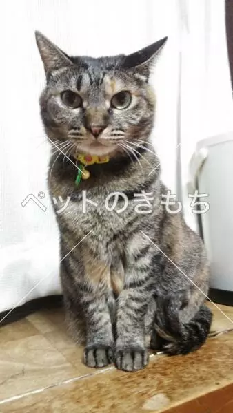 迷子猫の画像